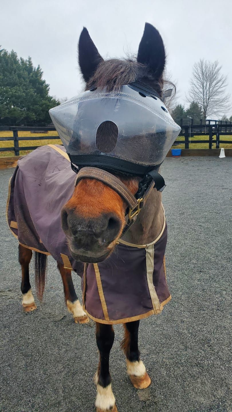 Customer photo review of Recovery Vizor - Clear UV Tint