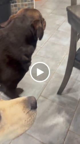 Customer video review of Mika and Sammy's Gift Card