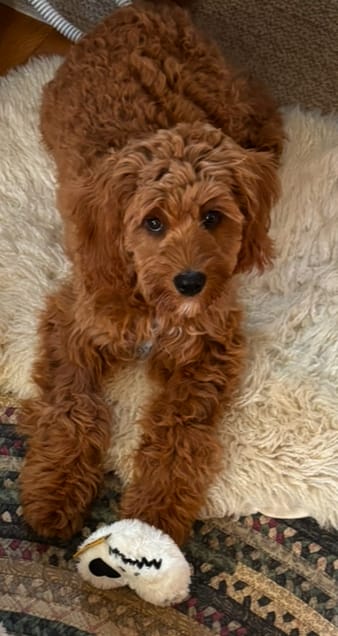Customer photo review of Original Pet Grooming Vacuum Kit