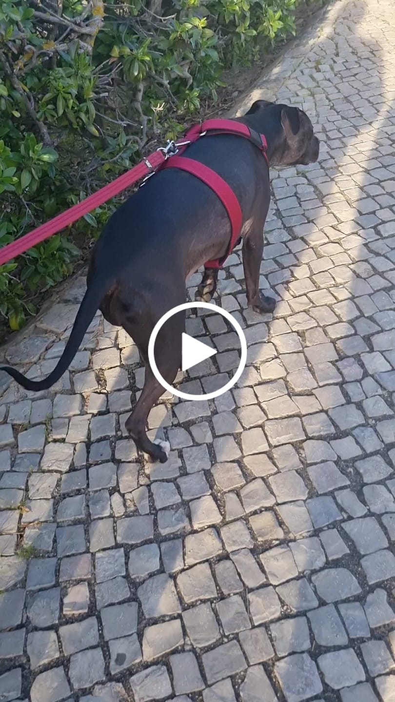 Customer video review of Training Anti Pull TRI-Harness® | M-XL Breeds - Burgundy
