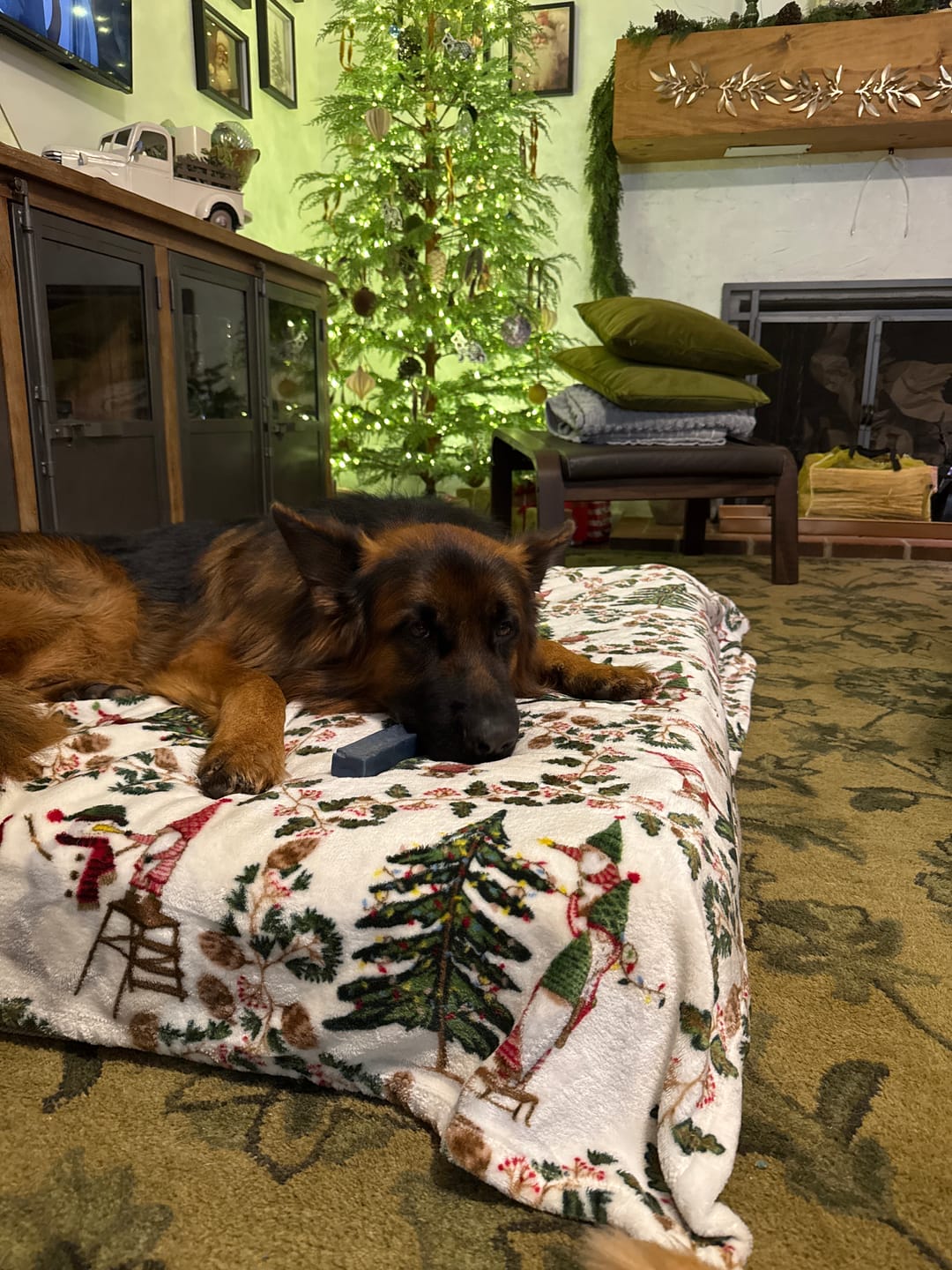 Customer photo review of Blueberry Himalayan Yak Chew (MEDIUM)