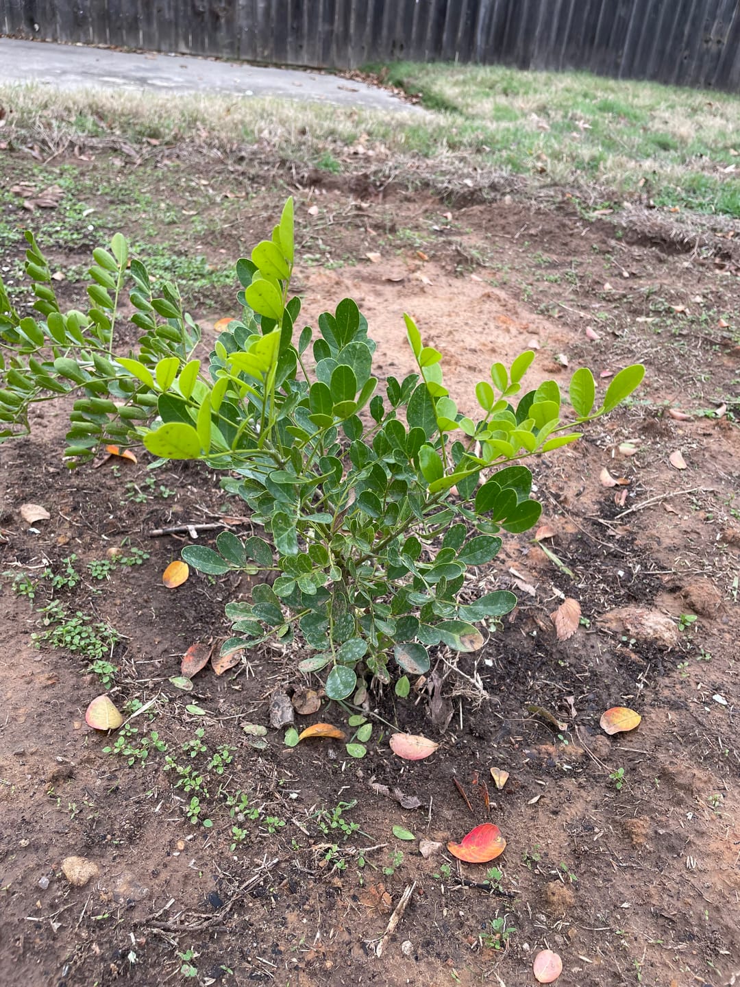 Customer photo review of Texas Mountain Laurel