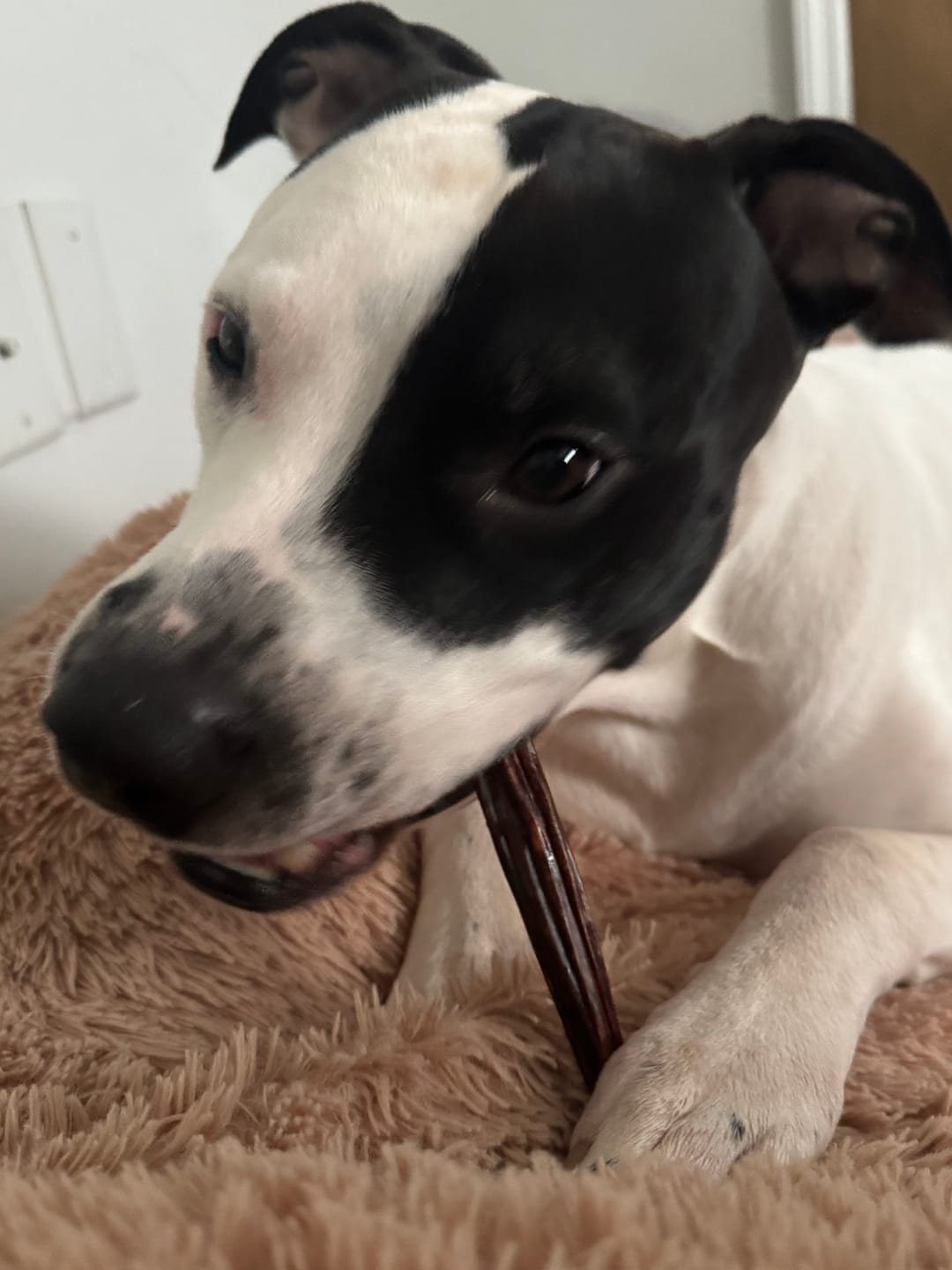 Customer photo review of 6 Inch Beef Jerky Stick
