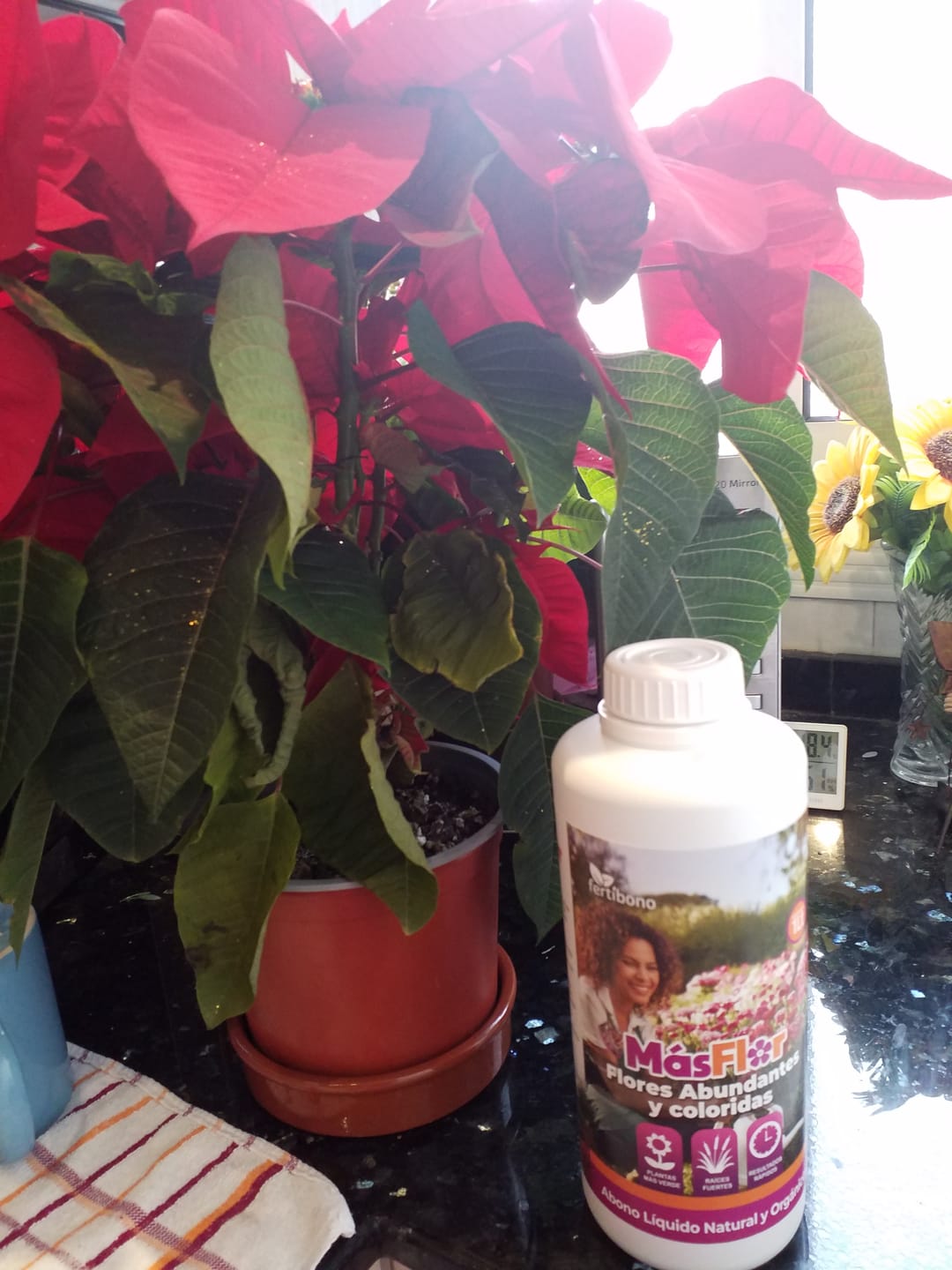 Customer photo review of FERTIBONO MásFlor - Fertilizante que Revive tus Plantas Verdes y Flores, Abono Liquido, [100%] Natural y Orgánico, 1L