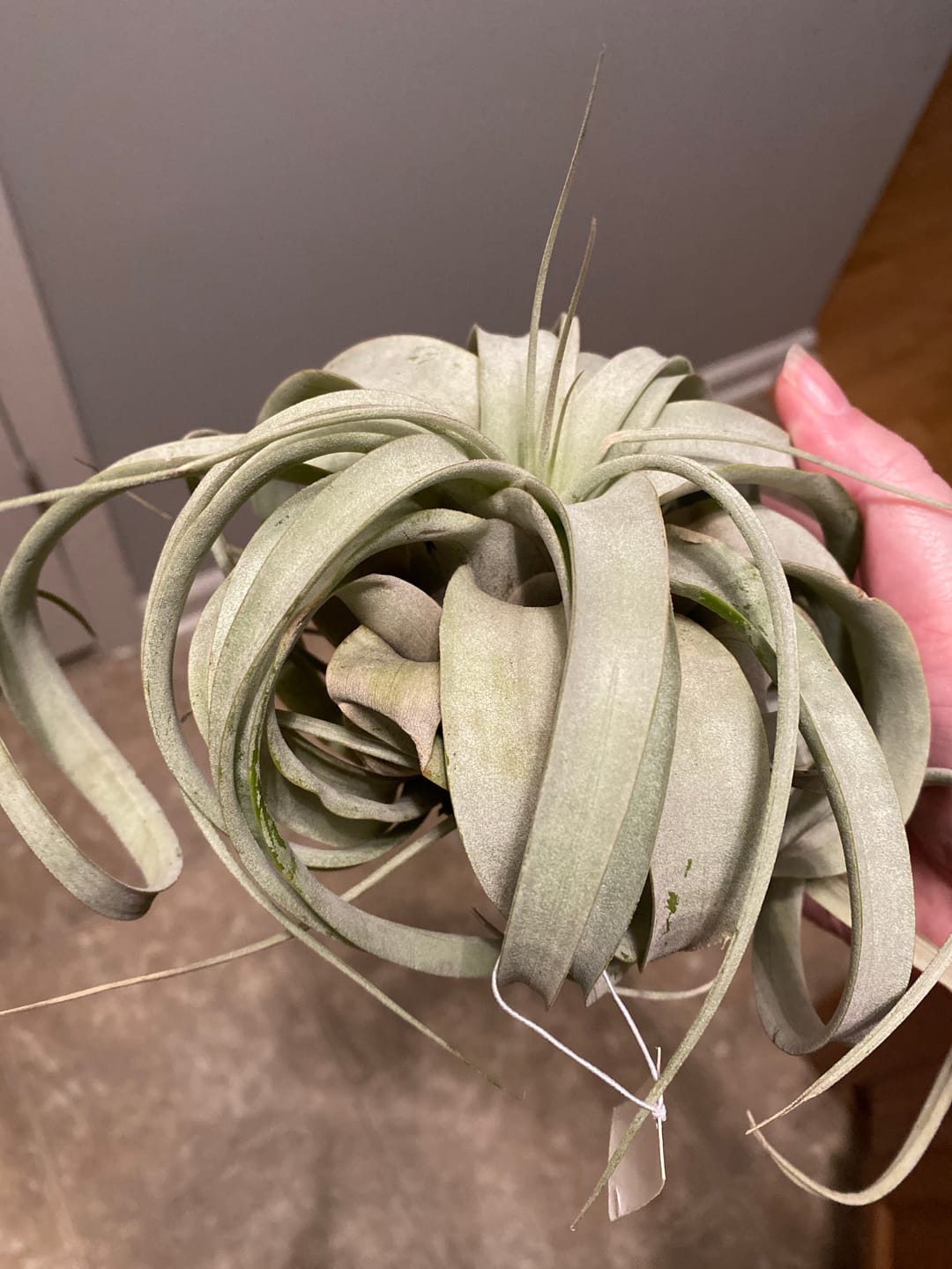Customer photo review of Xerographica Thick Leaf Form  *Cannot Be Shipped Internationally*