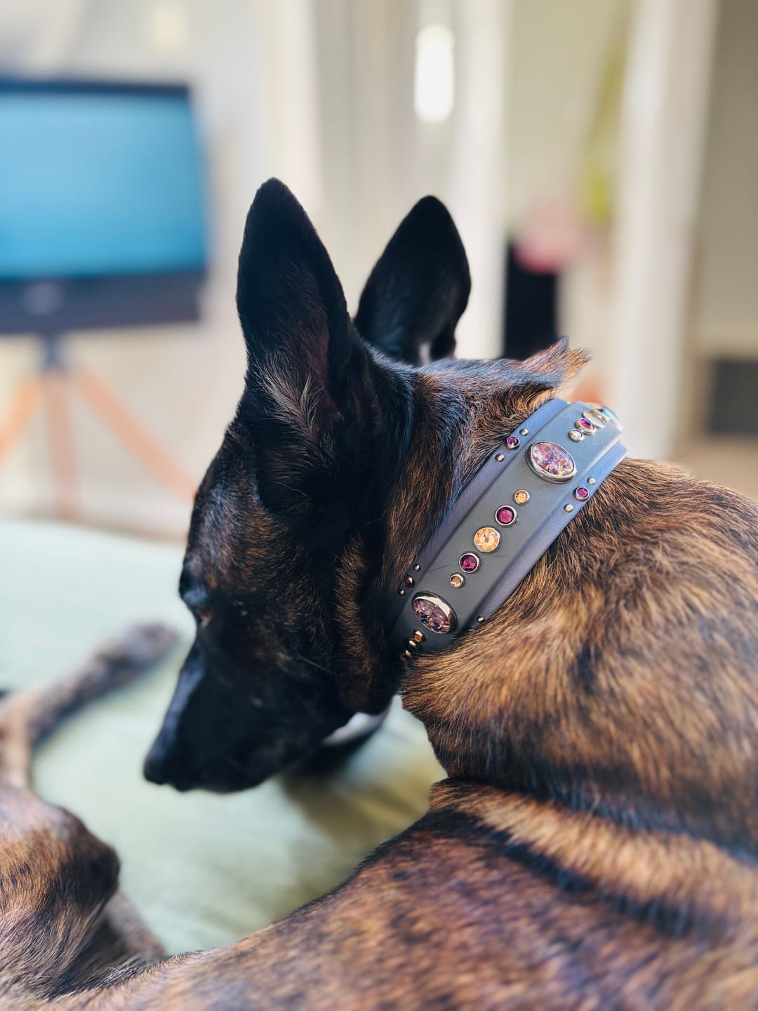 Customer photo review of The 'Bodhi' Collar