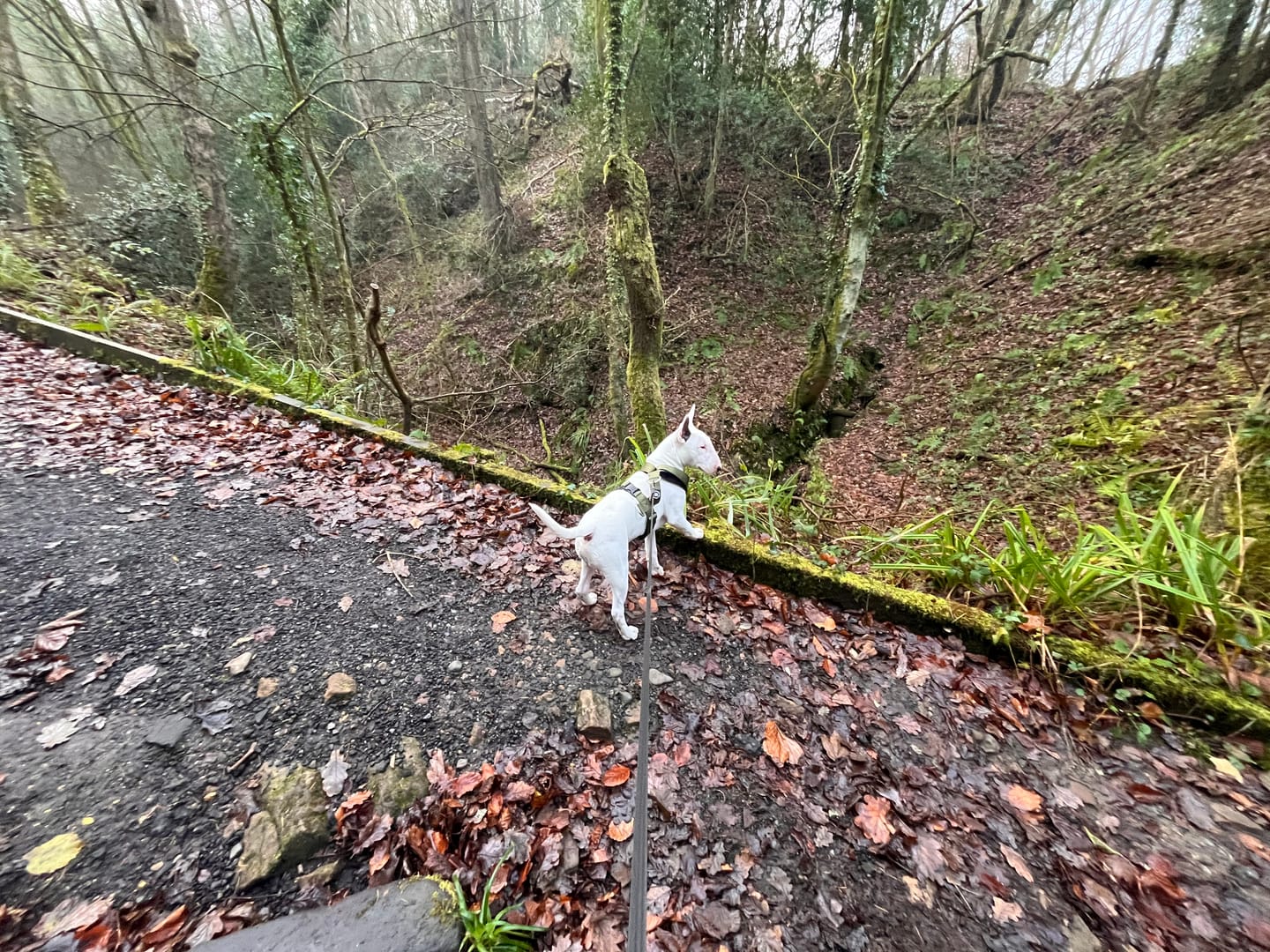 Customer photo review of Training Anti Pull TRI-Harness® | M-XL Breeds - Khaki