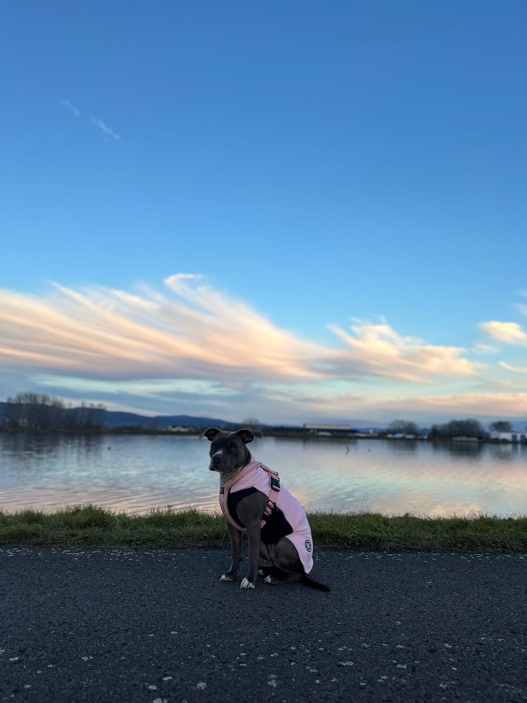 Customer photo review of Dog Fleece With Zip - Pink