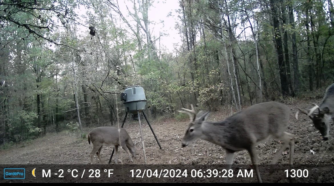 Customer photo review of GardePro X60P Live Max (Cellular) 4-Pack