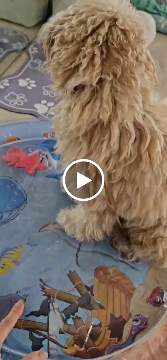 Customer video review of Upgraded Thickness Pet Cooling Water Bed