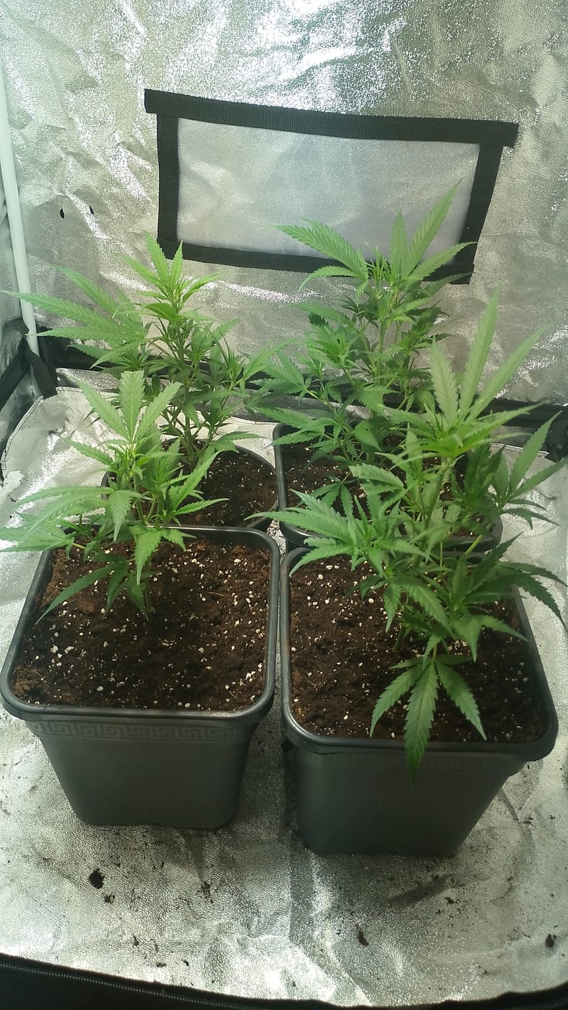 Customer photo review of Hanfsteckling | Gorilla Zkittlez