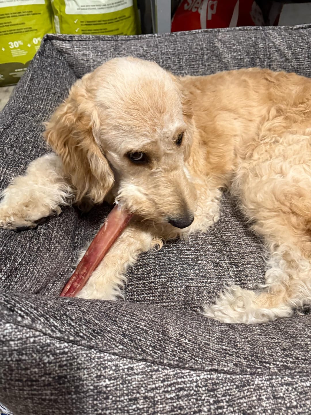 Customer photo review of 12 Inch Mega Monster Bully Stick (LIMITED)