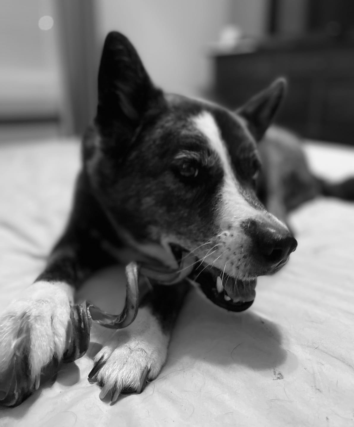 Customer photo review of Small Bully Sticks 5-6"
