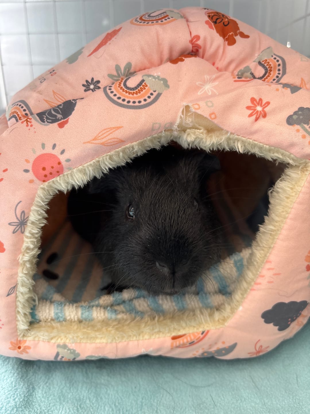 Customer photo review of Cosy Cottage