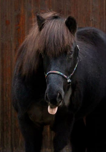 Customer photo review of Strotonin Horse Support