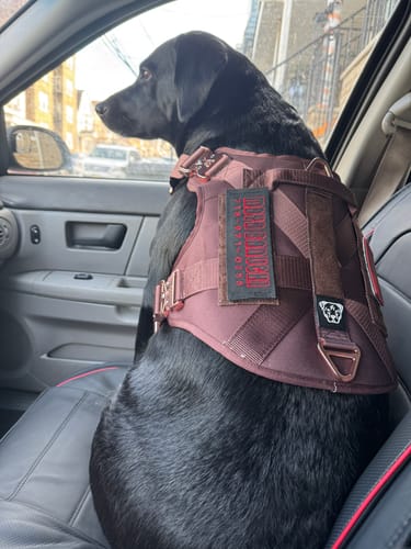 Customer photo review of HNTR 3.0 Dog Harness - Chocolate
