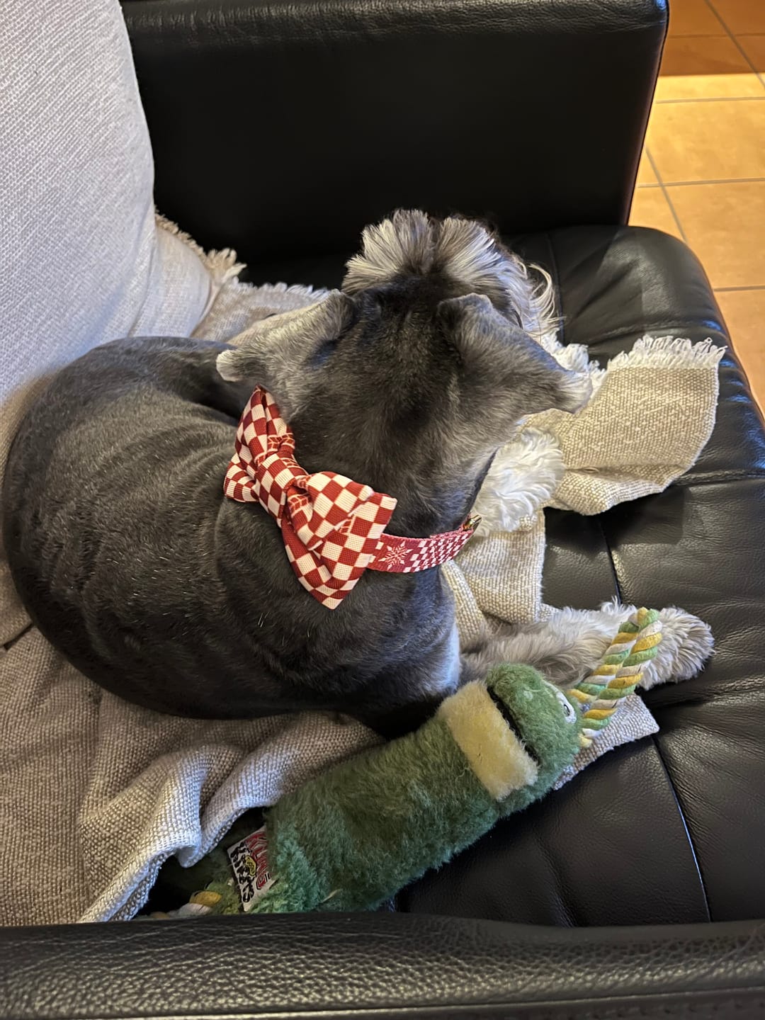 Customer photo review of Mucha dla psa "Cozy Plaid"