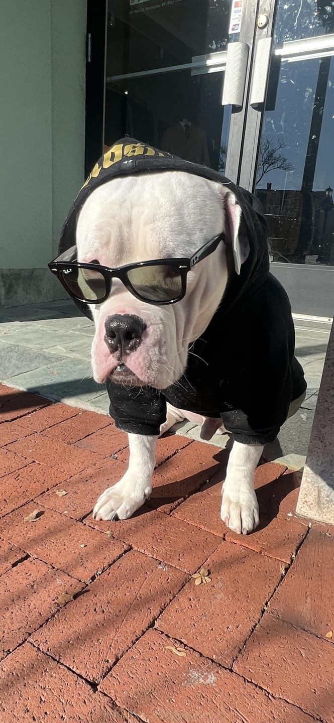 Customer photo review of Gangsta Yapper Dog Hoodie - Personalised