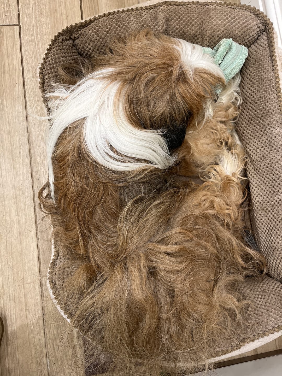 Customer photo review of Dog Shampoo