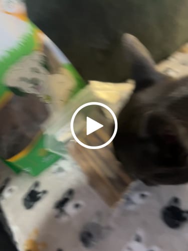 Customer video review of Regular Bully Sticks