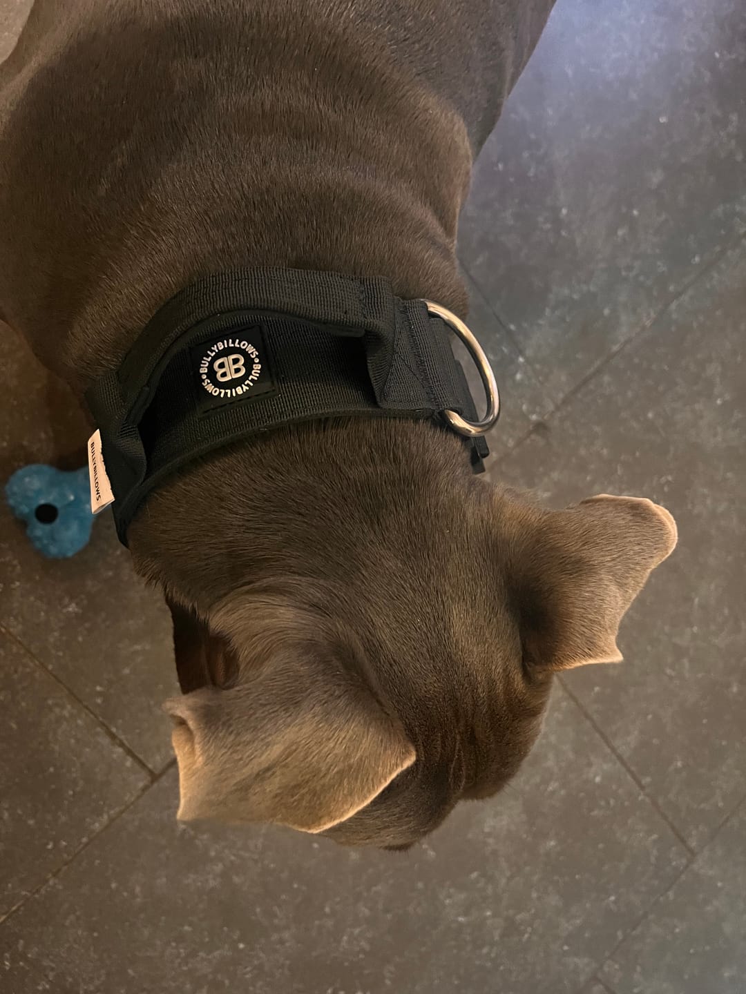 Customer photo review of 5cm Combat® Collar | With Handle & Secure Clip - Black