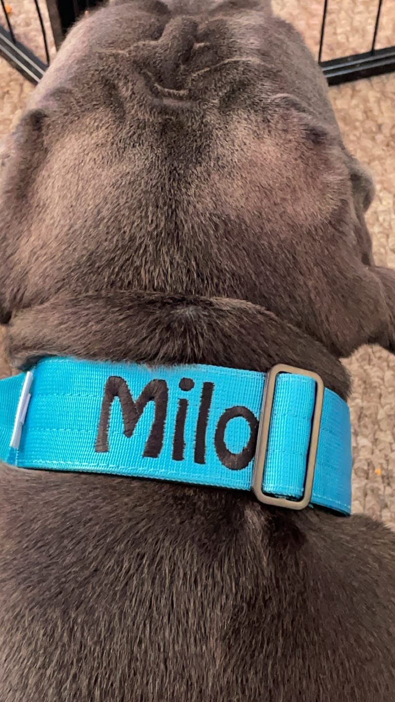 Customer photo review of 5cm Combat® Collar | With Handle & Secure Clip - Light Blue