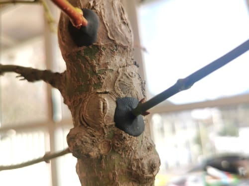 Customer photo review of BLOCK PRO 3.0 CB® MASTICE PROFESSIONALE PER BONSAI 400 gr