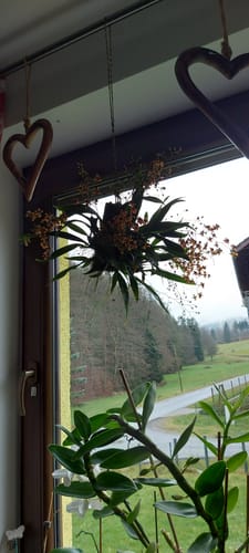 Customer photo review of Duftorchidee Oncidium Twinkle Anna mit rot-braunen Blüten auf Kork