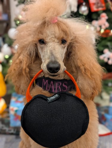 Customer photo review of 2" Tacti Luxe Dog Collar - Gold Camo