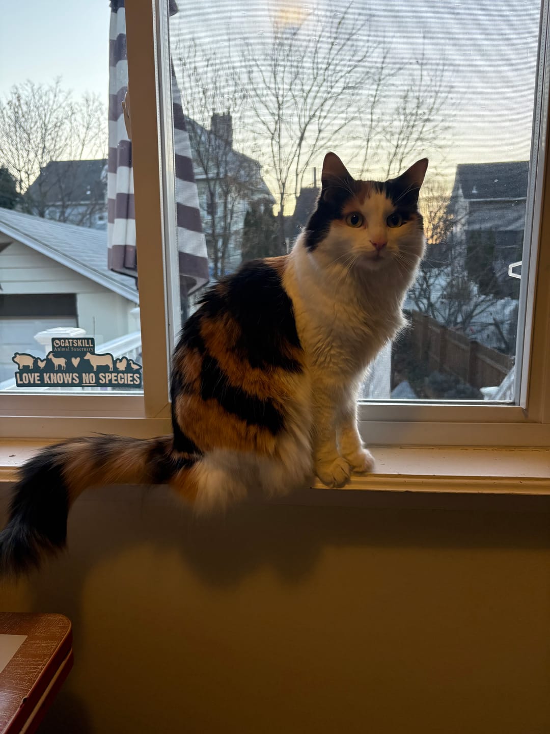 Customer photo review of Circle Stickers