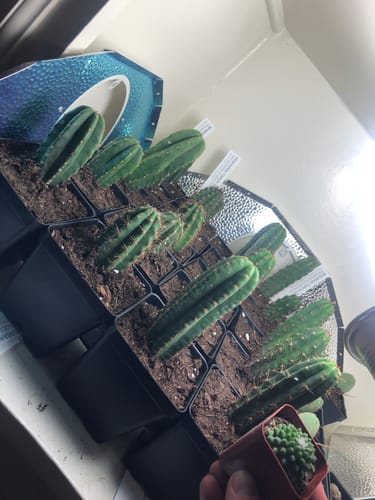 Customer photo review of The San Pedro Cactus Collector’s Kit