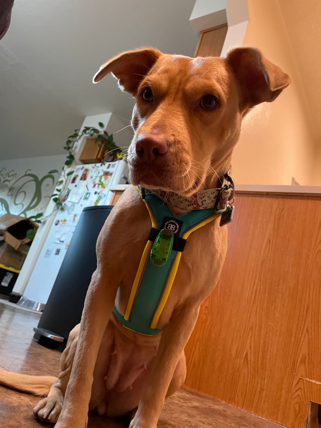 Customer photo review of Slip on Harness | Foam Padded - Turquoise x Yellow