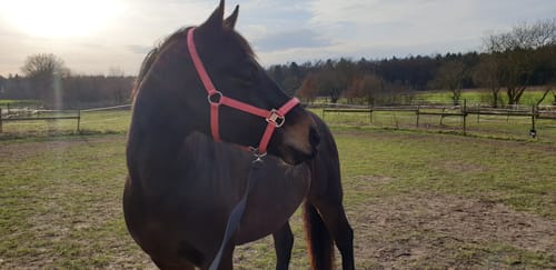 Customer photo review of Strotonin Horse Support