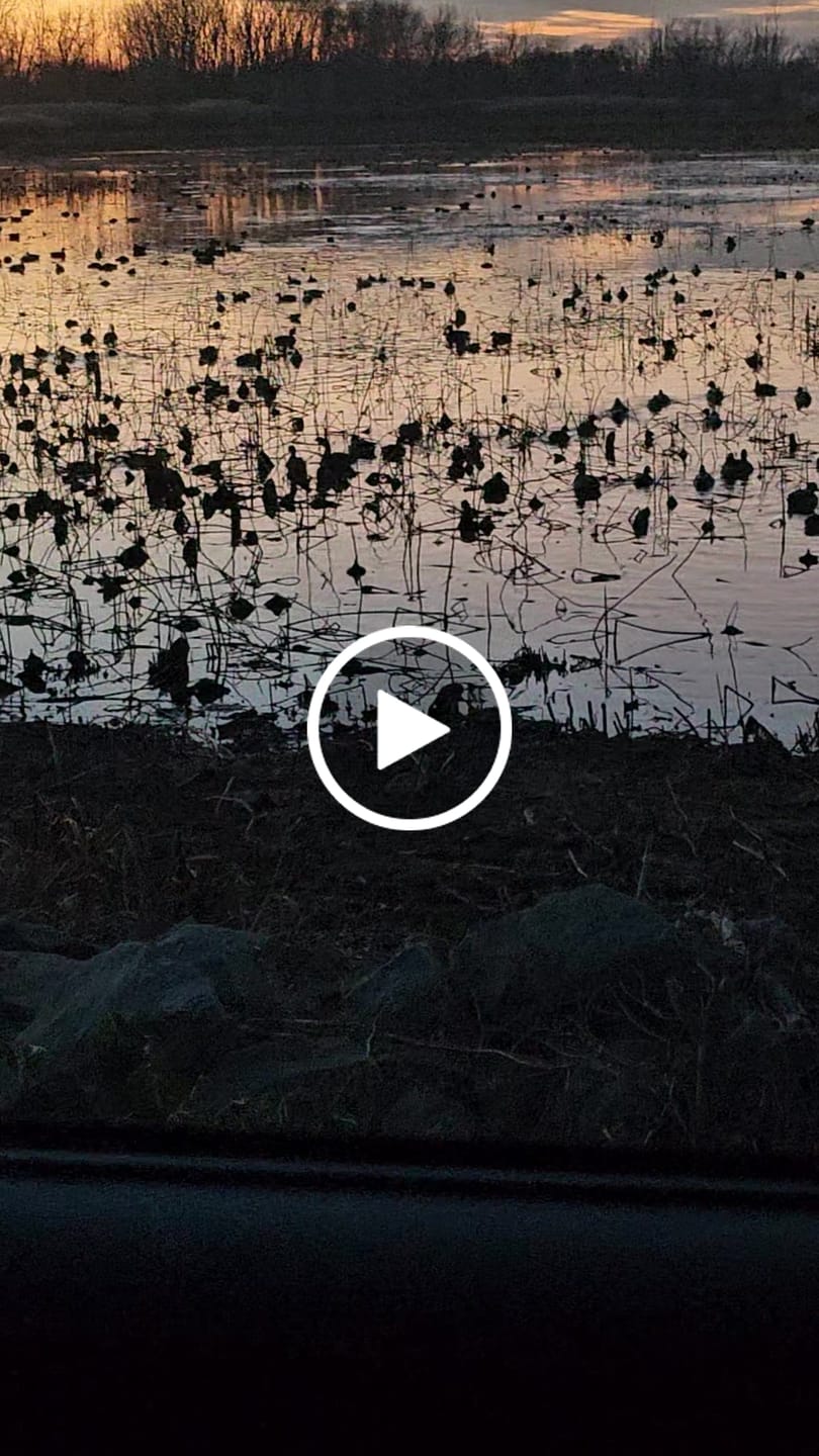 Customer video review of DeepWade Zipped Duck Waterfowl Hunting Breathable Chest Waders