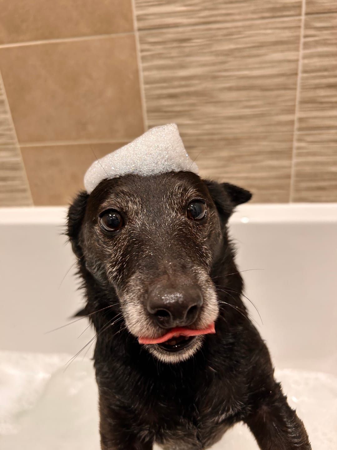 Customer photo review of Aloe & Kiwi Soothing Dog Shampoo