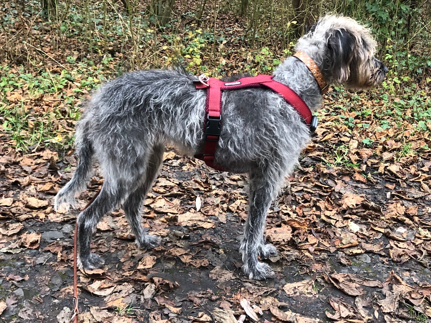 Customer photo review of Windhundgeschirr FUN "Bordeaux"