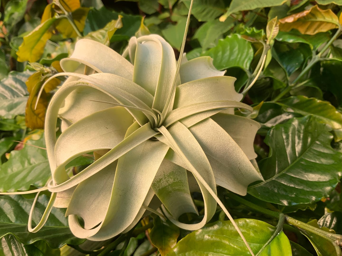Customer photo review of Xerographica Thick Leaf Form  *Cannot Be Shipped Internationally*