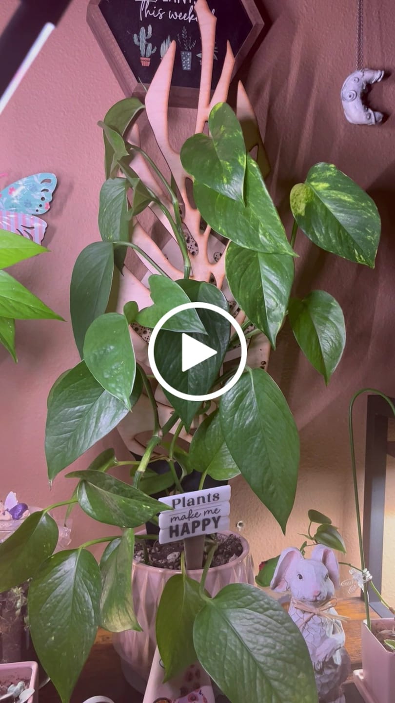 Customer video review of BARE™ Monstrella™ - Customizable wooden plant support - Inspired by the Monstera leaf