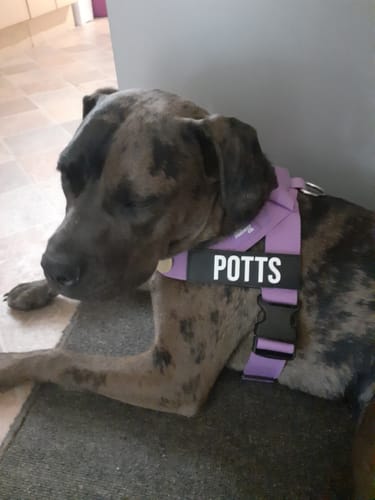 Customer photo review of Dog Harness