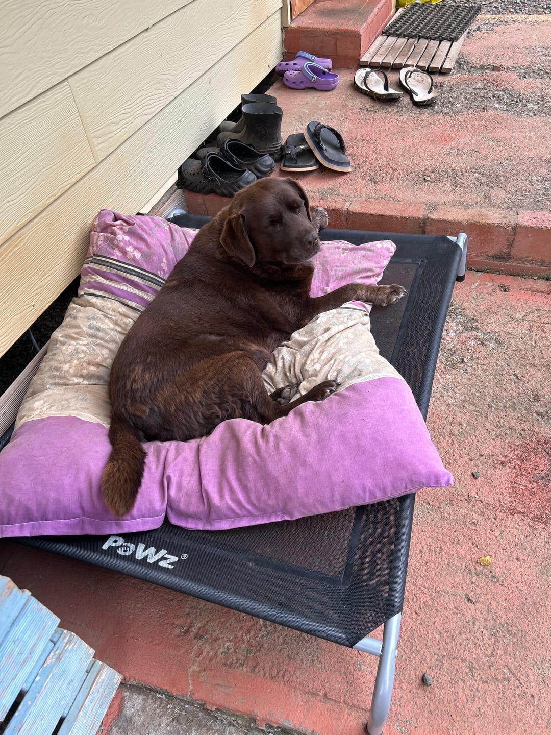Customer photo review of Pawz Pet Trampoline