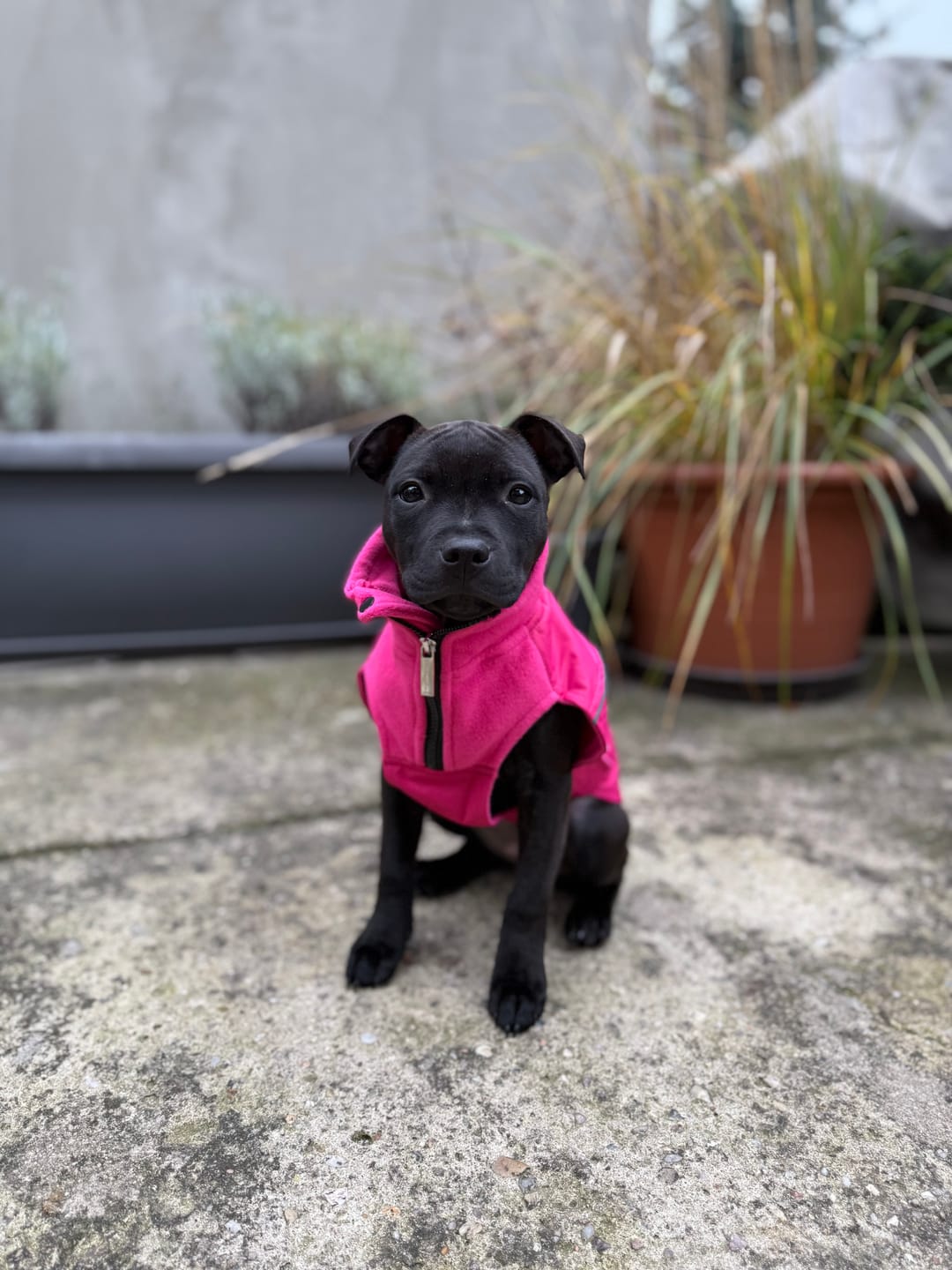 Customer photo review of Dog Coat With Zip - Shower Proof - Carminerose