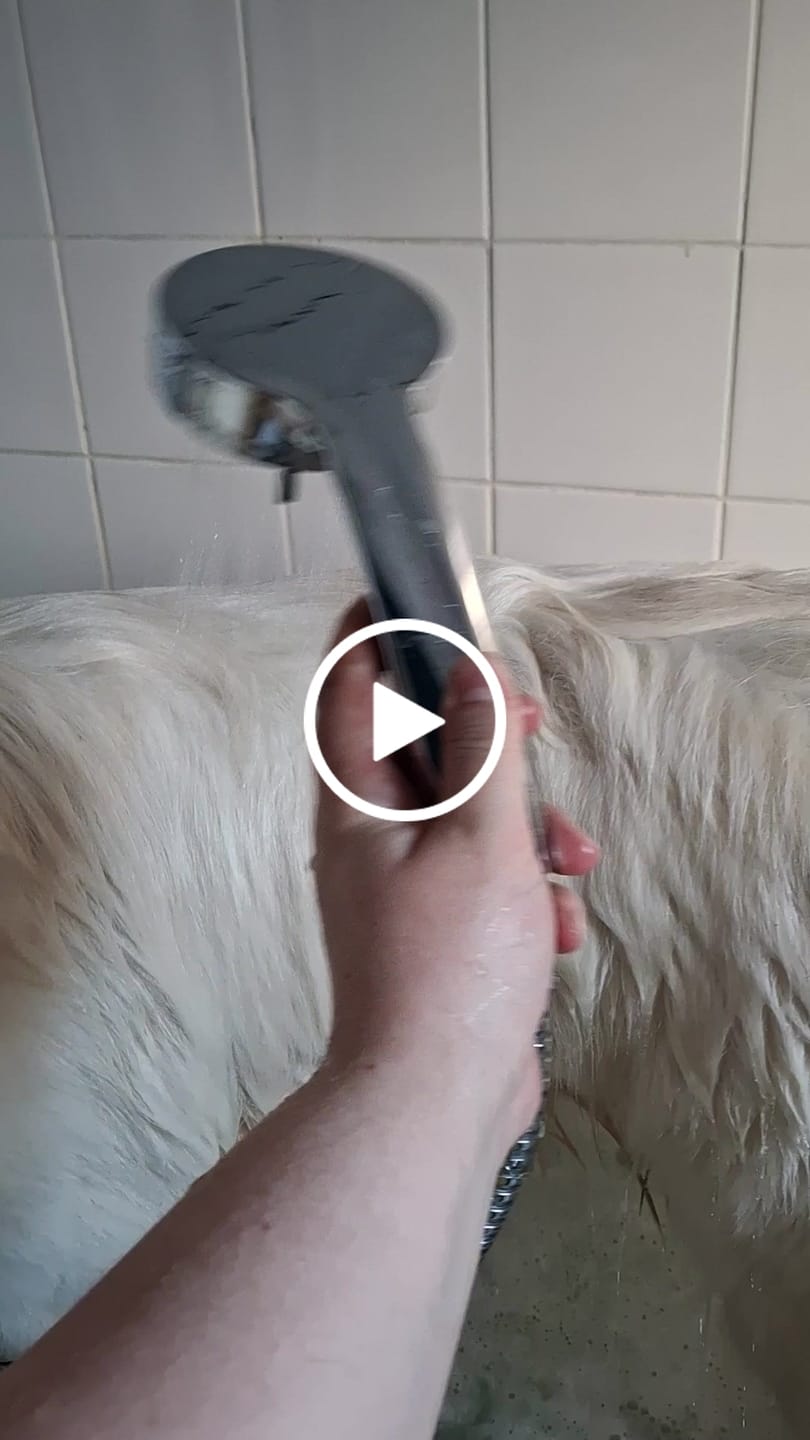 Customer video review of Aloe & Kiwi Soothing Dog Shampoo