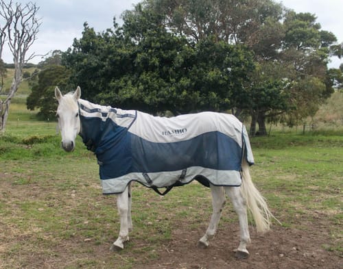 Customer photo review of Rambo Summer Series Disc Front