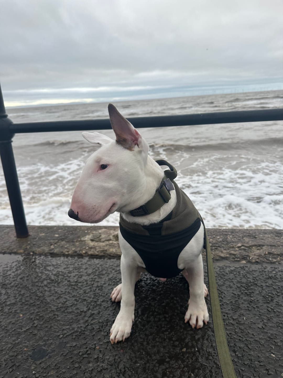 Customer photo review of Dog Fleece With Zip - Khaki