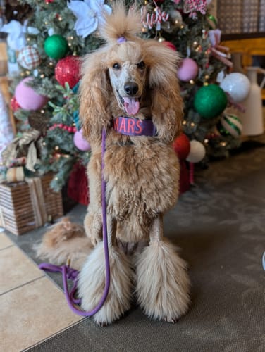 Customer photo review of 2" Tactik Dog Collar - Grape