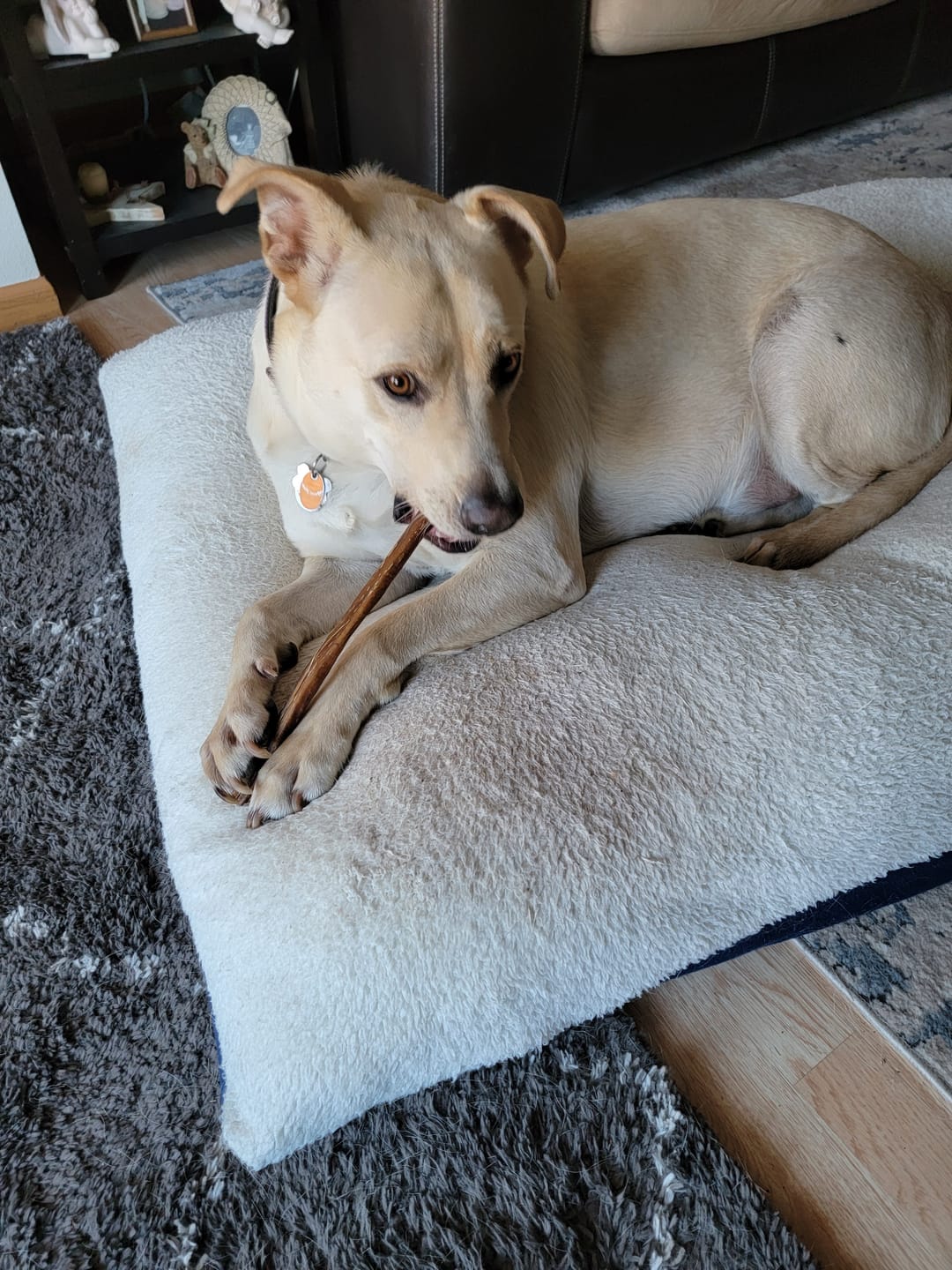 Customer photo review of 6 Inch Beef Jerky Stick