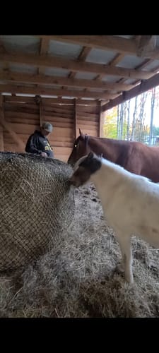 Customer photo review of Hay Chix® Large Bale Net- 4'