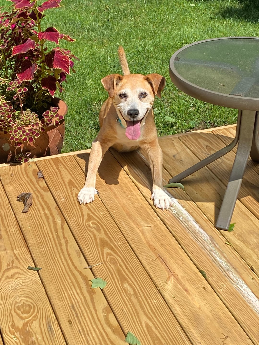 Customer photo review of Classic 1 Pet Portrait