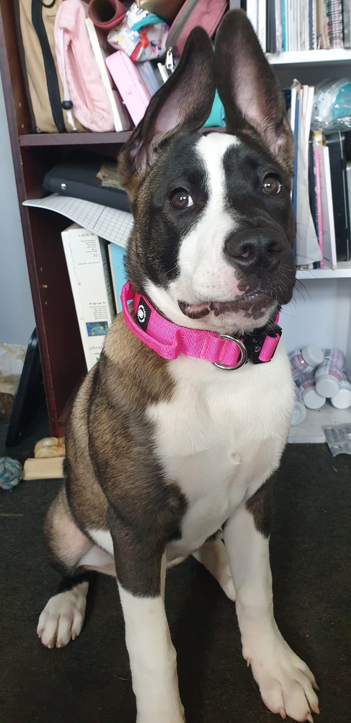 Customer photo review of 2.5cm Combat® Collar | With Handle & Rated Clip - Magenta