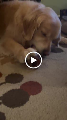 Customer video review of Smoked Beef Marrow Bone